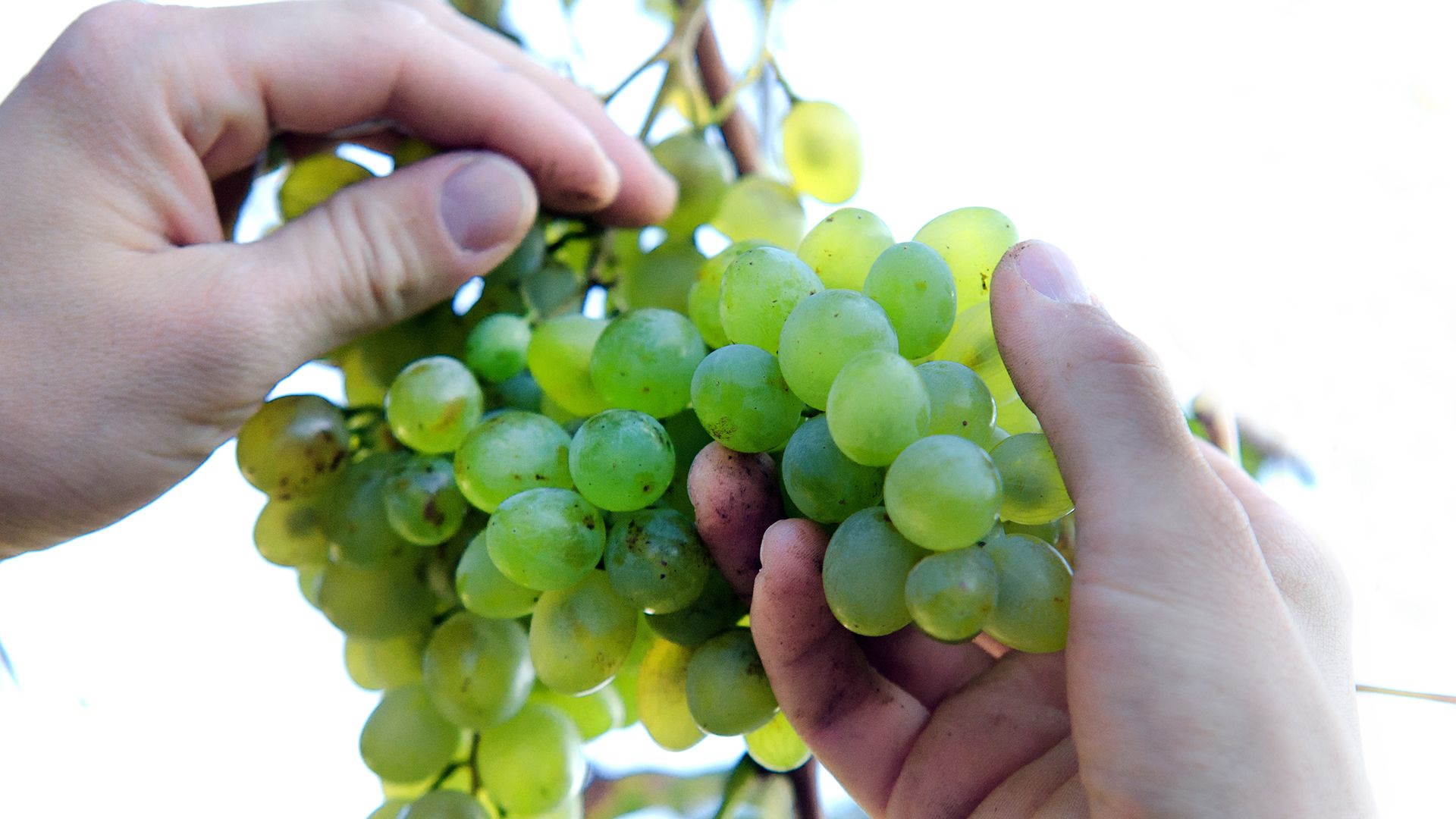 Eko sastojci | Suza T.B.