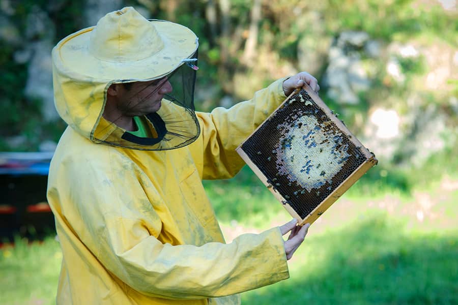 Obiteljska tradicija pčelarstva - Tino Suzić - Suza T.B. Croatian Spirit